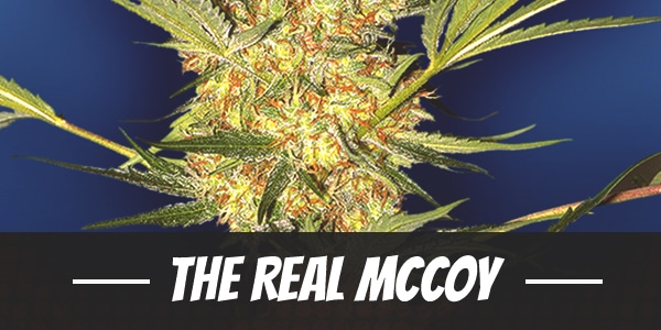 The Real McCoy Strain