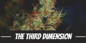 The Third Dimension Strain