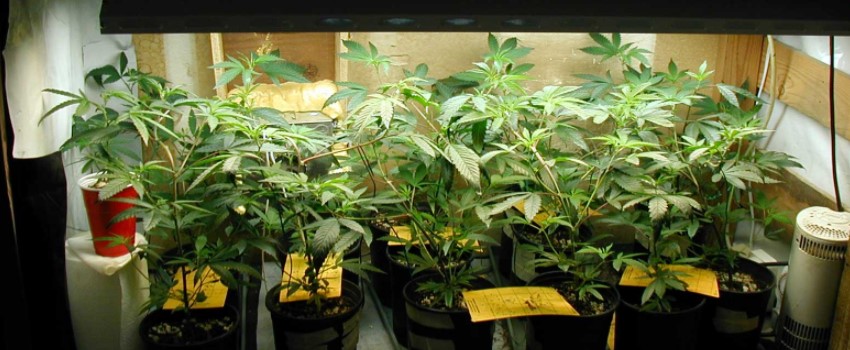 The Type of Crop