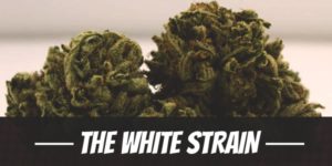 The White Strain
