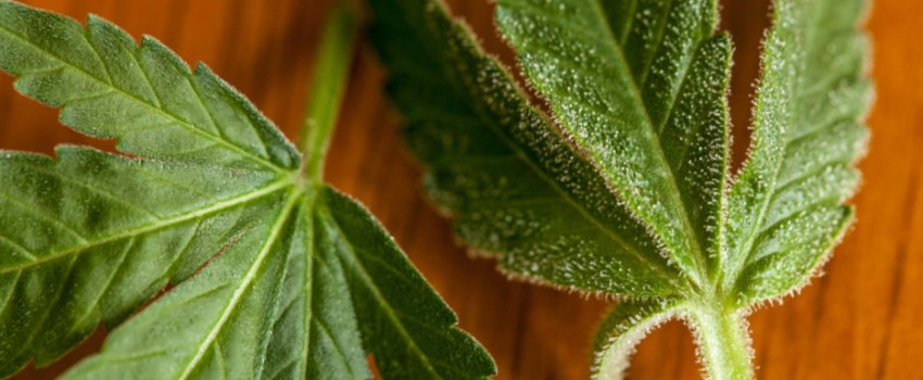 The function of marijuana leaves