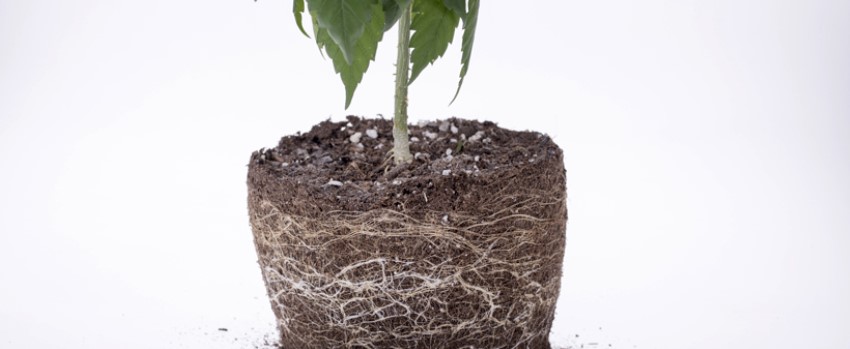 The marijuana root system