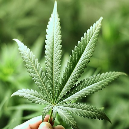 The role of marijuana leaves