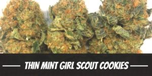 Thin Mint Girl Scout Cookies