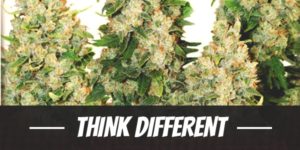 Think Different Strain