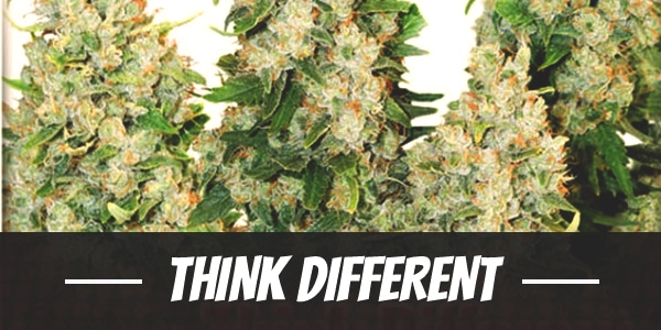 Think Different Strain