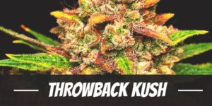 Throwback Kush Strain