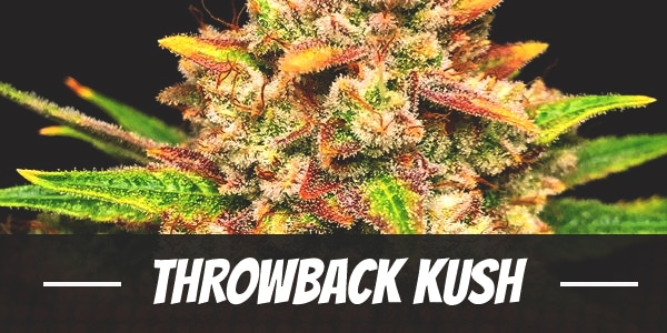 Throwback Kush Strain