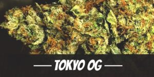 Tokyo OG Strain
