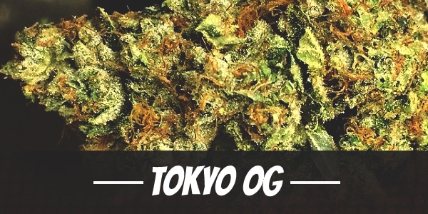 Tokyo OG Strain