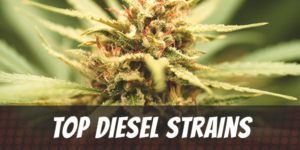 Top Diesel Strains
