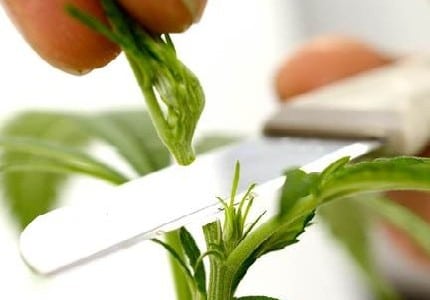 Topping a cannabis plant