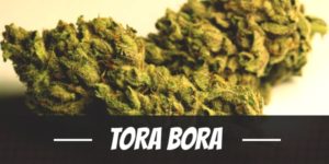 Tora Bora Strain