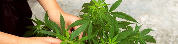 Training Your Plants to Remain Small for Micro Grow Spaces
