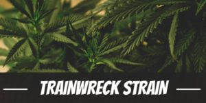 Trainwreck Strain