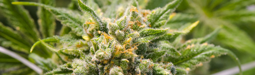 hybrid sativa cannabis plant