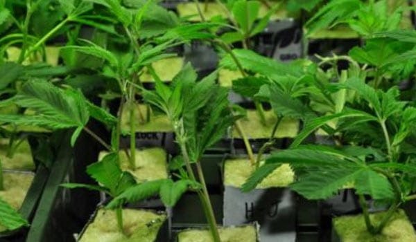 Transplanting clones