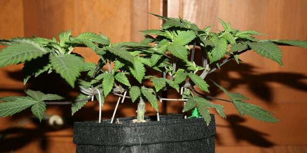Transplanting marijuana plant Step 1