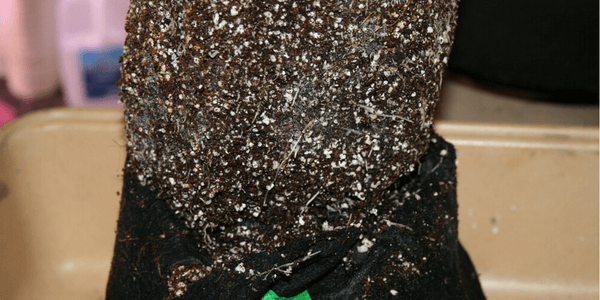 Transplanting marijuana plant Step 2