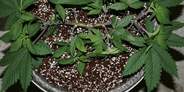 Transplanting marijuana plant Step 4