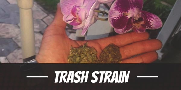 Trash Strain