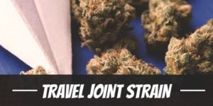 Travel Joint weed Strain information