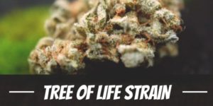 Tree Of Life Strain