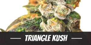 Triangle Kush