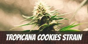 Tropicana Cookies Strain