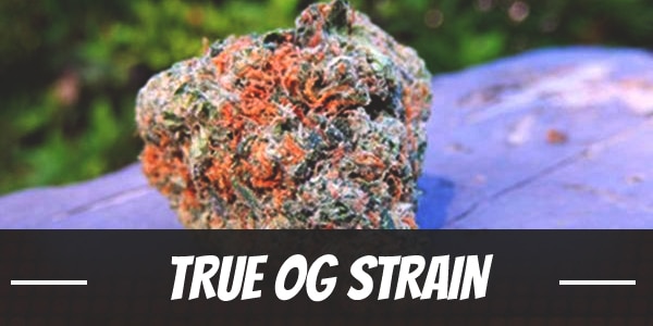 True OG Strain