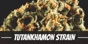 Tutankhamon Strain