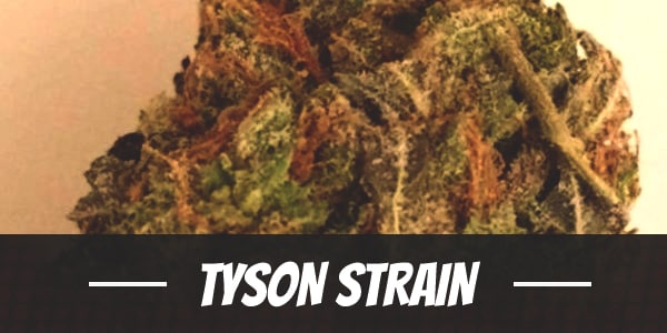 Tyson Strain