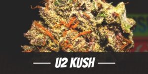 U2 Kush Strain