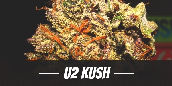 U2 Kush Strain