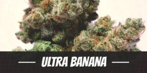 Ultra Banana Strain