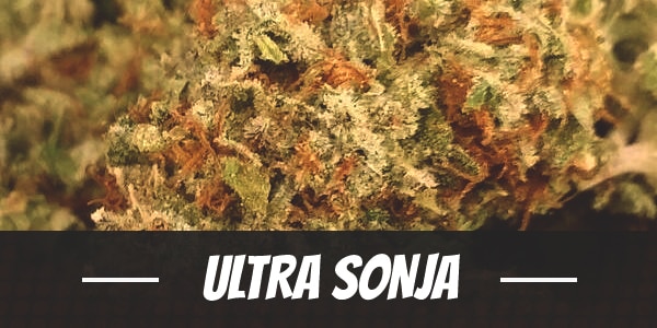 Ultra Sonja Strain