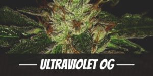 UltraViolet OG Strain