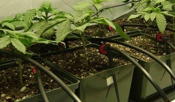 Use A Reservoir or a Drip System