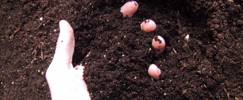 Use Good Soil