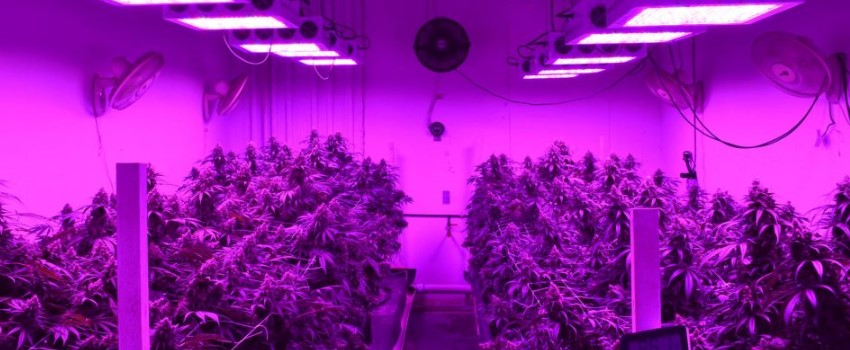 Using grow lights