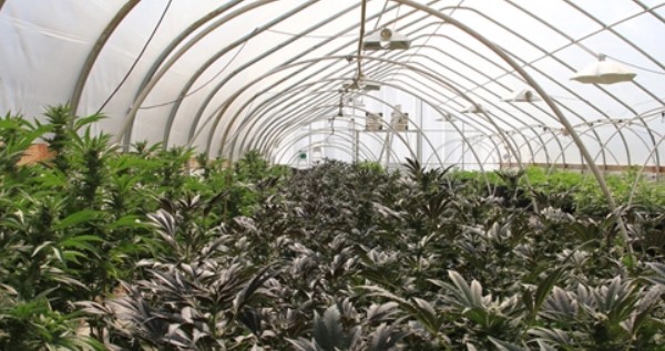 Using light deprivation while growing