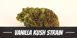 Vanilla Kush Strain