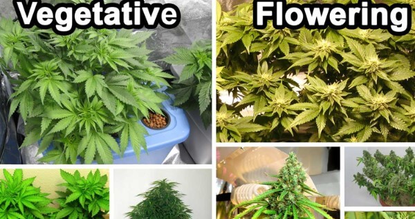 Vegetative vs Flowering