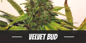 Velvet Bud