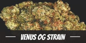 Venus OG Strain