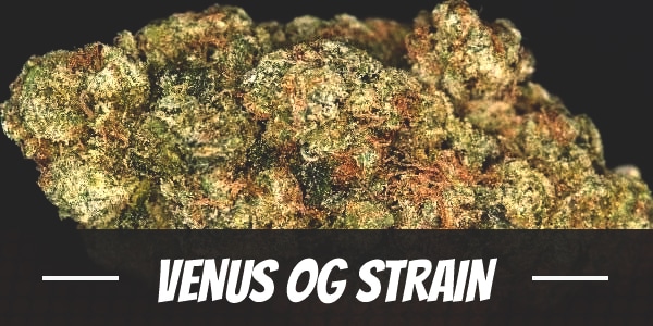 Venus OG Strain