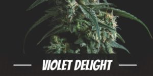 Violet Delight