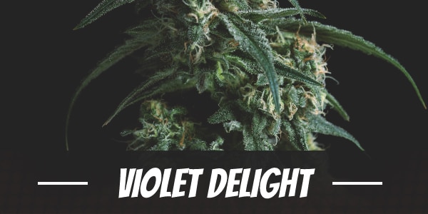 Violet Delight