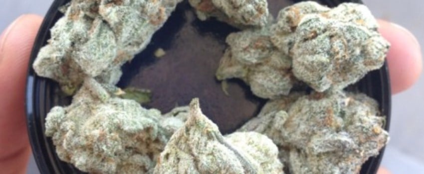 Violet Delight Adverse Reaction