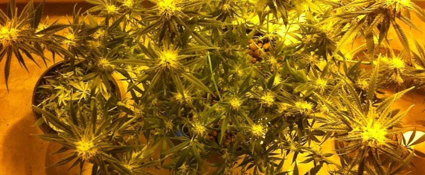 Vortex Growing
